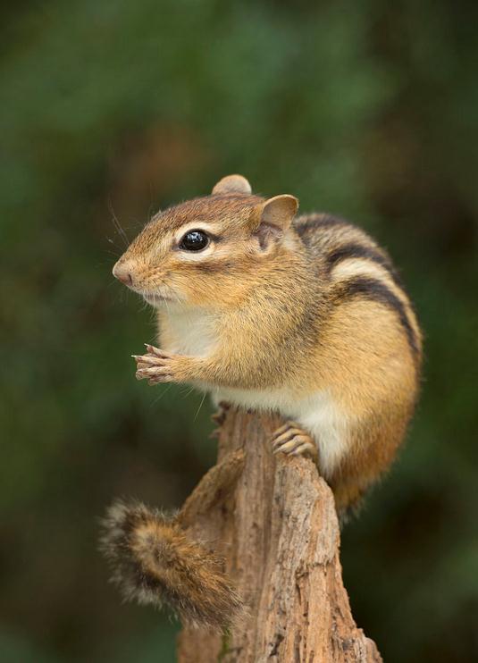 美洲花鼠(动物)美洲花鼠(学名:tamias striatus)