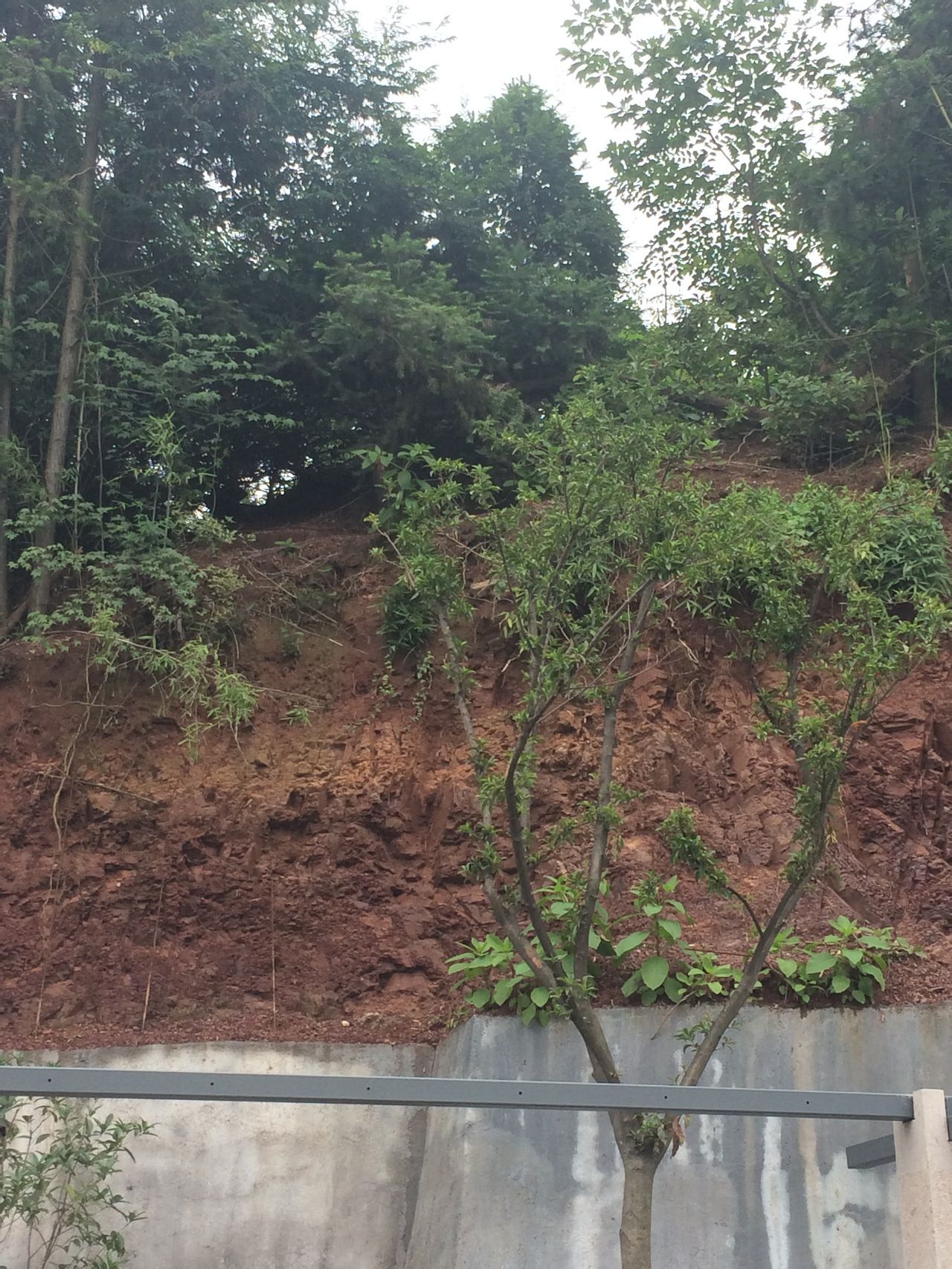 紫色土(非生物)