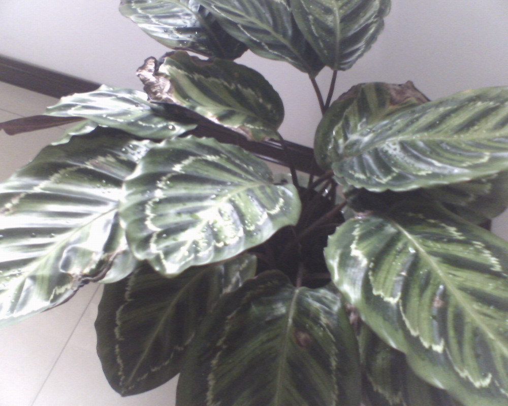 红背卧花竹芋植物