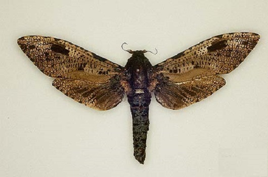 木蠹蛾科(动物)