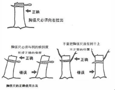 胸径(其他科学相关)
