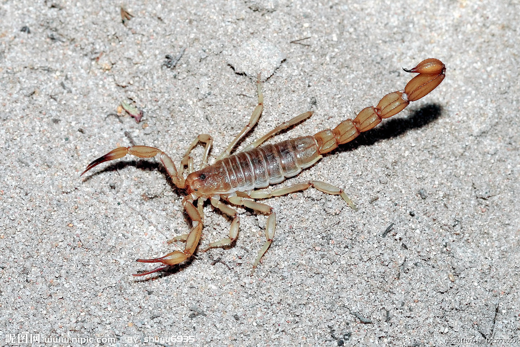 朗格多克蝎动物