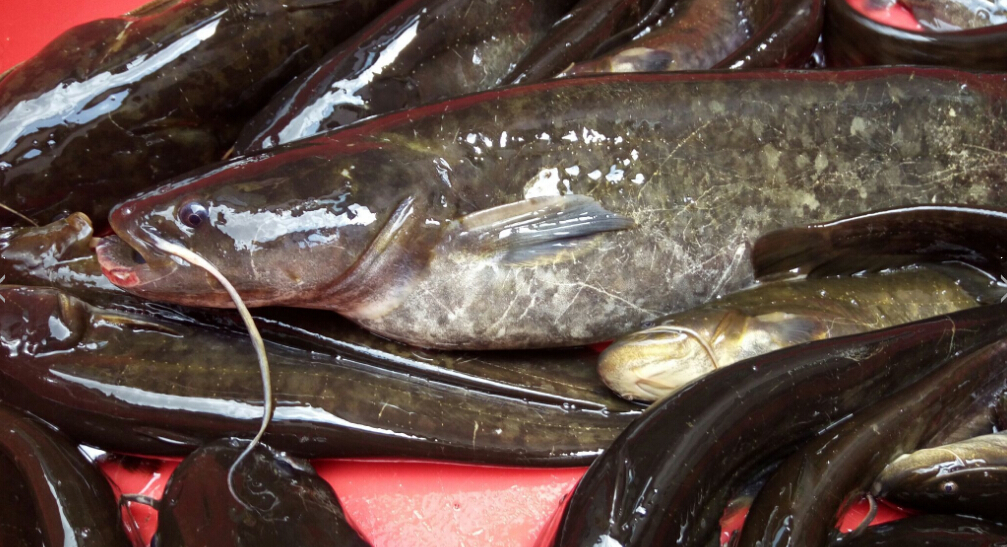 陆良鲇鱼(动物)