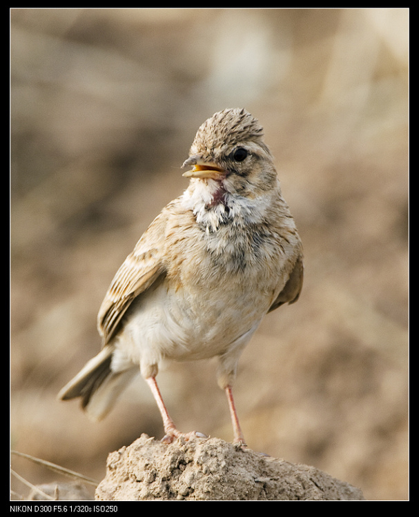 红顶短趾百灵(动物)