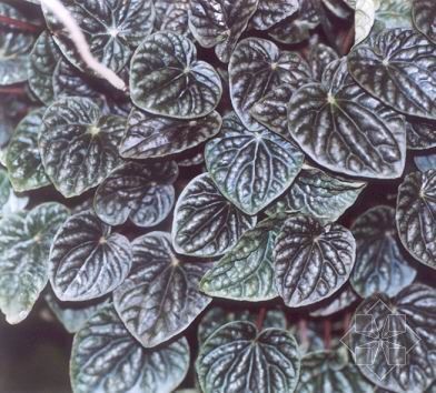 皱叶荚蓬 (植物)