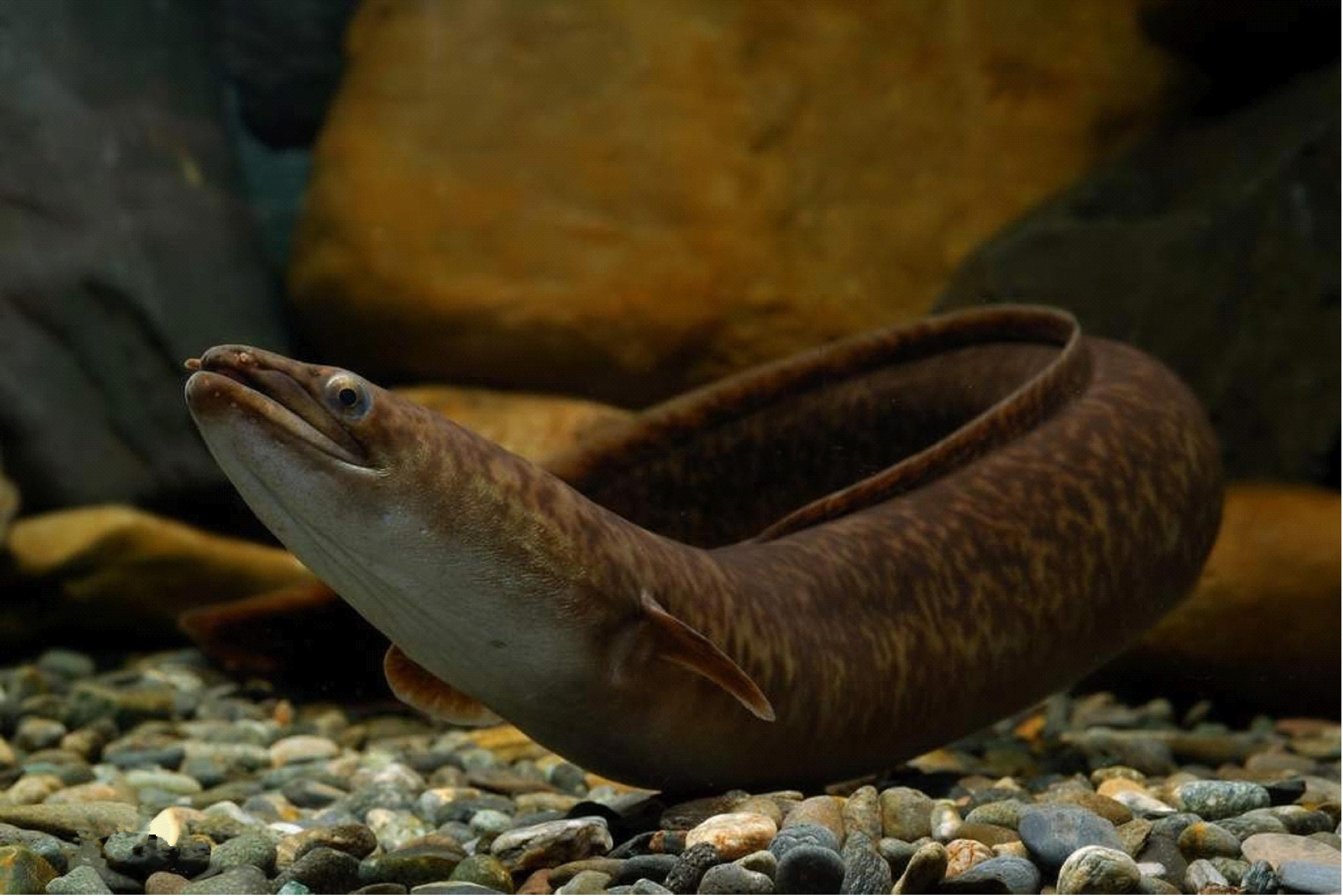 日本鳗鲡登上IUCN濒危名单，日本液氮速冻鳗鱼饭普贵 - 广州极速制冷设备有限公司