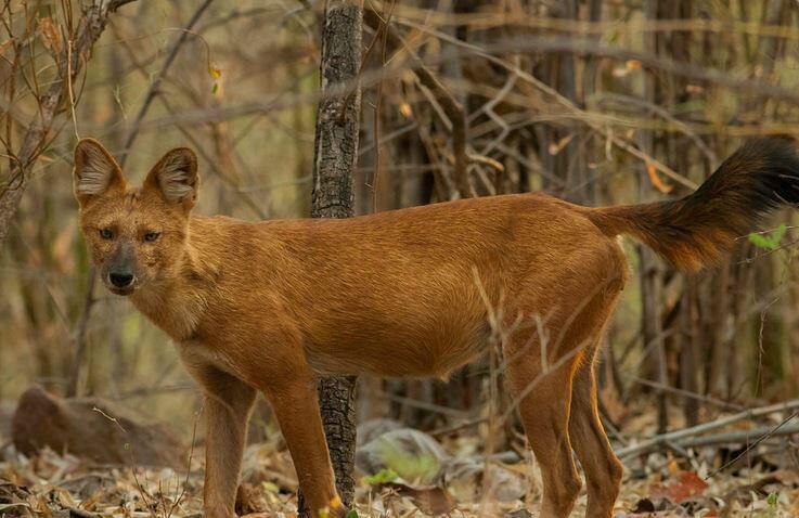 东亚豺(动物)_技点百科_技点网(动物)