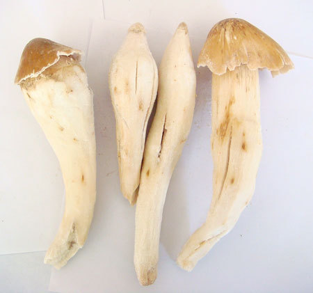 鸡枞菌(植物)鸡枞菌(学名:collybia albuminosa)为白蘑科植物鸡枞的子