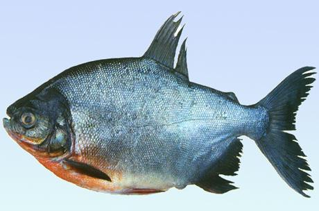 奈氏锯脂鲤动物