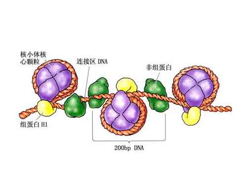 非组蛋白 (其他生物学相关)