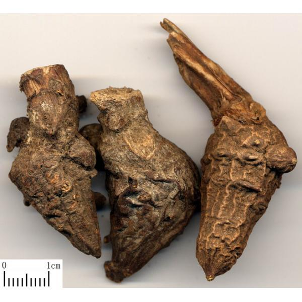 藤乌头(植物)藤乌头又名血乌,见血封喉,蔓乌头