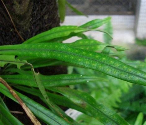 七星草药膏图片