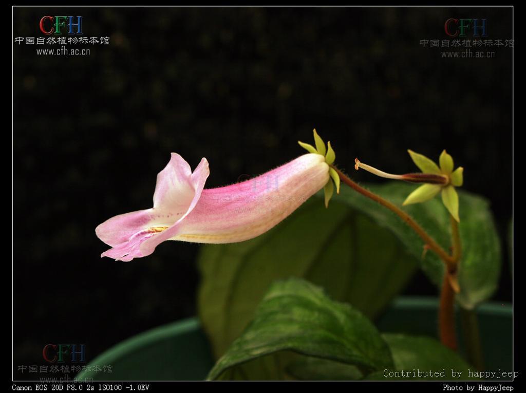 盾叶粗筒苣苔 (植物)