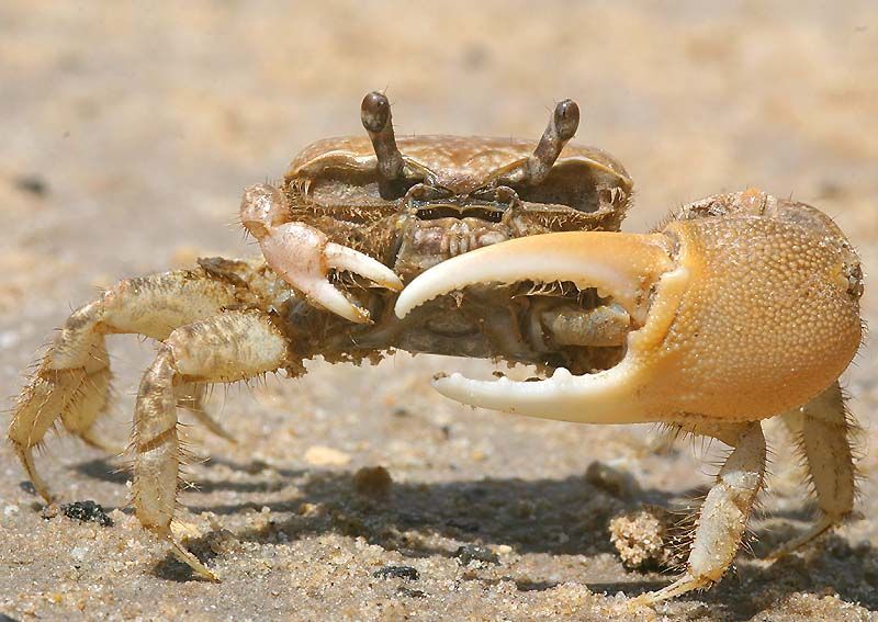 马德雷湖招潮蟹(其他生物相关)