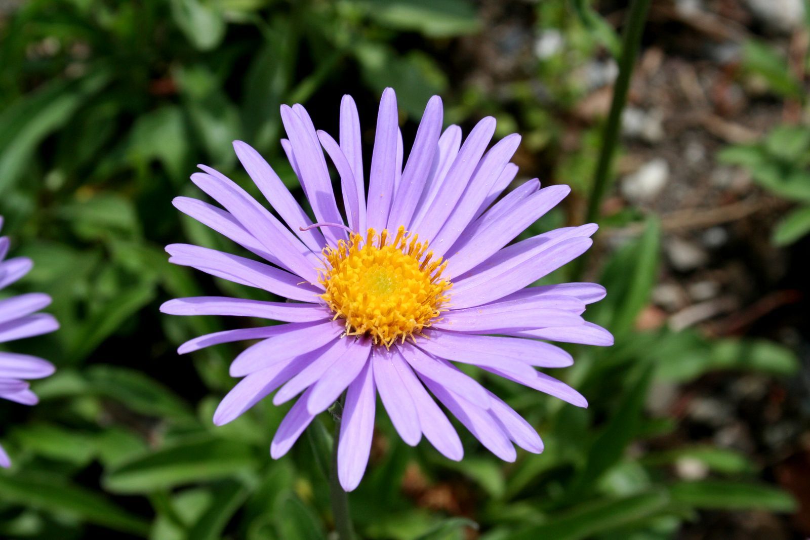 西伯利亚紫菀 (植物)