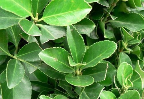 斑叶冬青卫矛(植物)