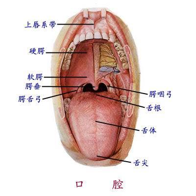 口腔黏膜病