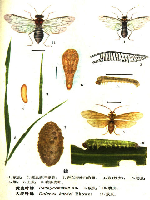 苜蓿广肩小蜂 (其他生物相关)