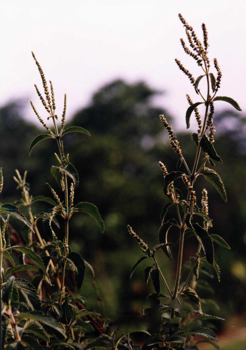 白香薷(植物)