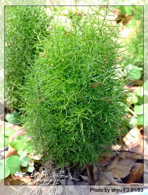 半灌木包含众多分类科属,其中最常见的为菊科,筒状花亚科,蒿属(艾属)