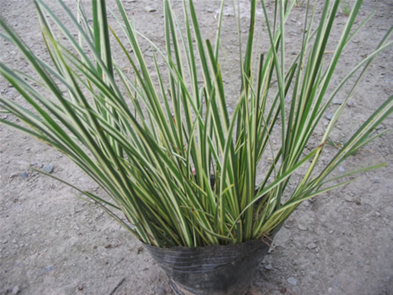 金线菖蒲 (行政区划)