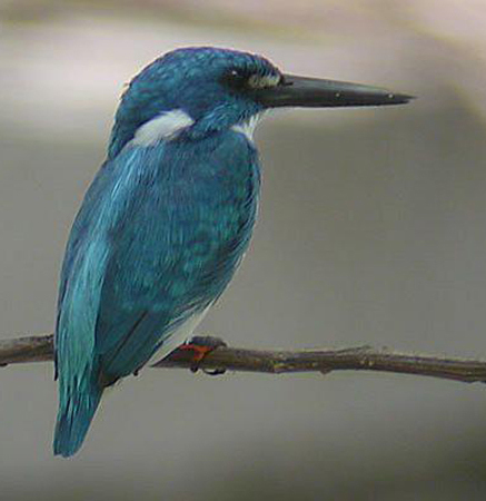小蓝翠鸟(动物)小蓝翠鸟(学名:alcedo coerulescens)