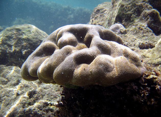 棕叶滨珊瑚(动物)