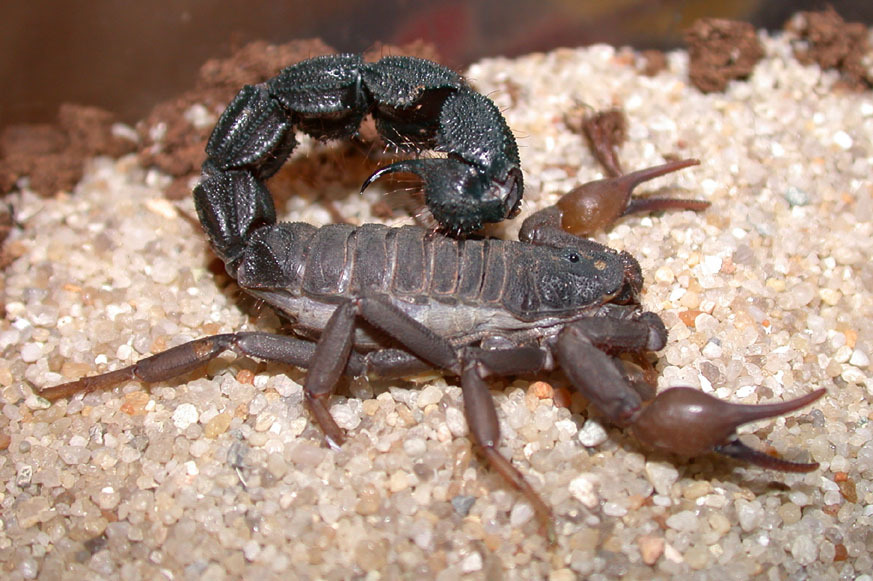 黑粗尾蝎(动物)这是一种尾巴极其粗壮的半沙漠蝎,力量相较大多数蝎类