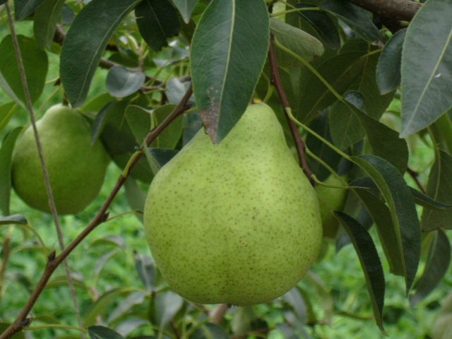 乳山阳梨 (植物)