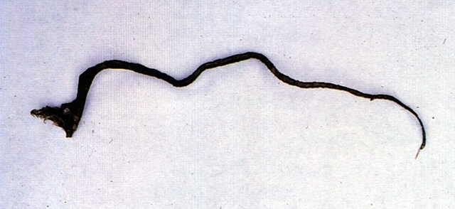 大西洋奇棘鱼(动物)大西洋奇棘鱼(学名:idiacanthu