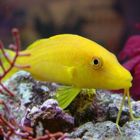 绯鲤(其他生物相关)圆口副绯鲤(parupeneuscyclostomus)又称圆口海鲤