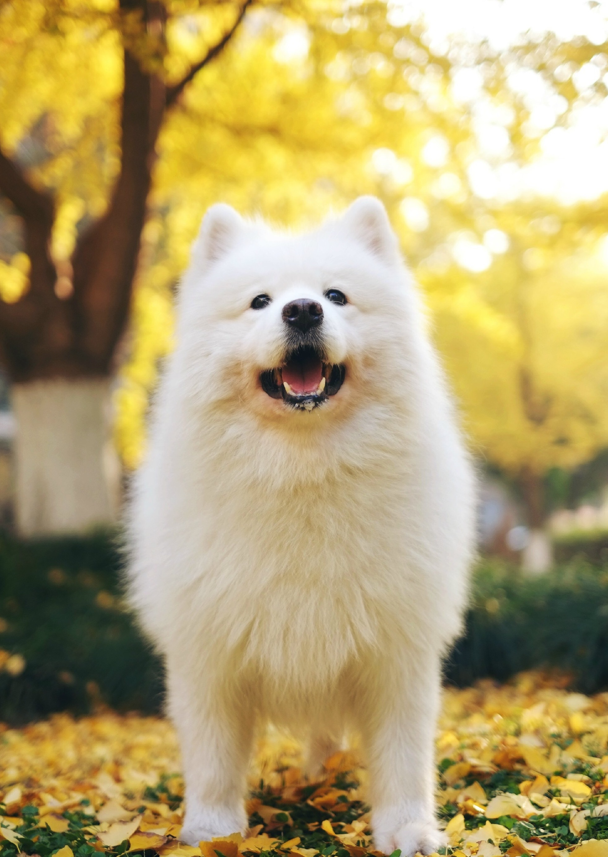 2018年2月24日),一只可爱至极,呆萌至极(会耍星星眼)的上海籍萨摩耶