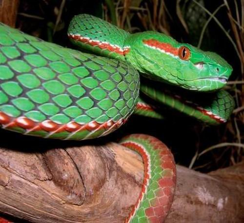 格普瑞彻特绿蝰蛇 (动物)