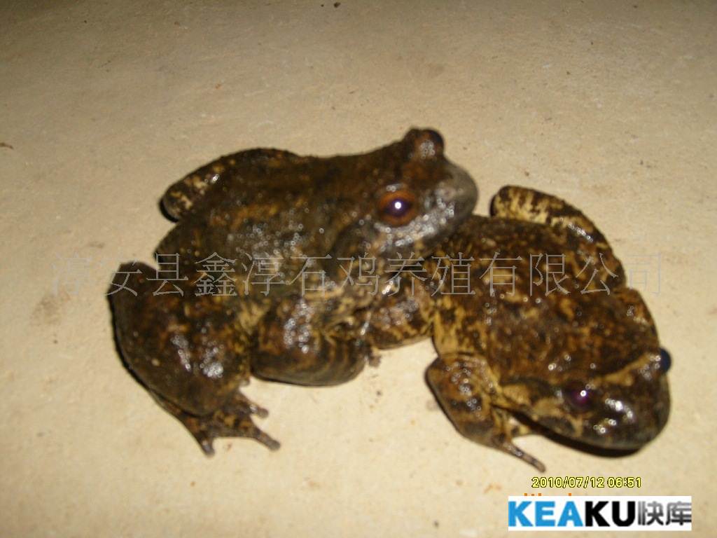 小溪保护区两栖动物－镇海林蛙（一） - 中国自然保护区生物标本资源共享平台