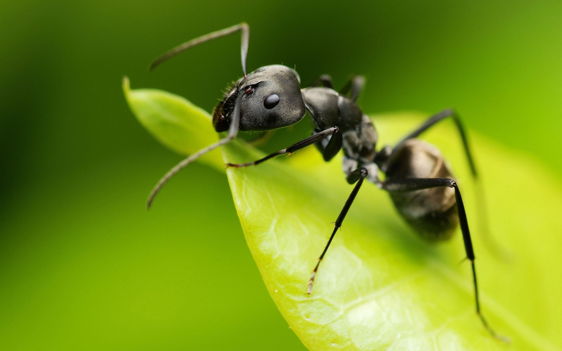 蚂蚁精神素材-蚂蚁精神图片-蚂蚁精神素材图片下载-觅知网