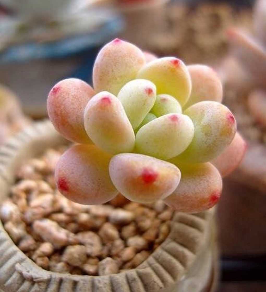 桃美人(农学)桃美人(学名:pachyphytum blue haze