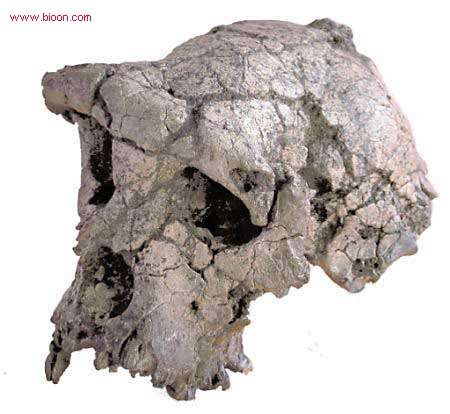 toumai其他生物相关