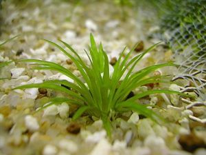 流星草(植物)