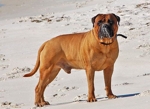 马氏提夫犬(动物)斗牛马士提夫犬是一种匀称的动物,显示出极大的力量