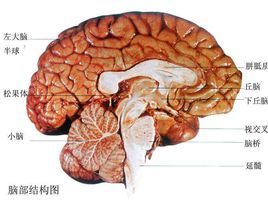 人类大脑皮层的神经细胞约有140亿个,面积约2200平方厘米,主要含有