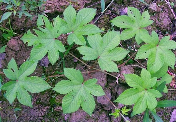 拉拉藤植物