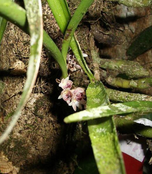 版纳毛兰(植物)