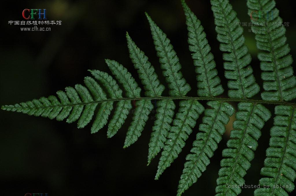 黑鳞鳞毛蕨植物