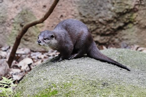 山獭根图片