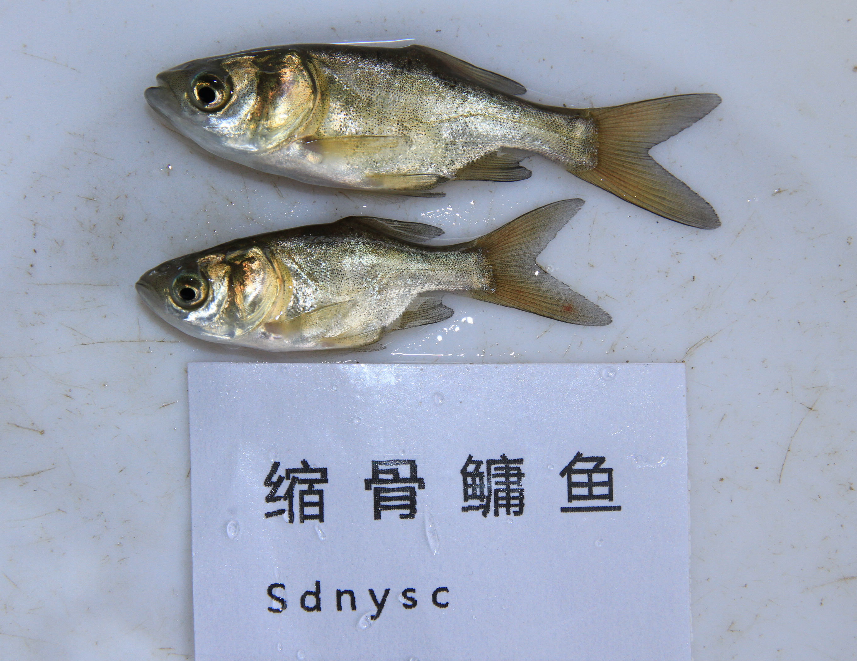 縮骨鱅魚 (動物)