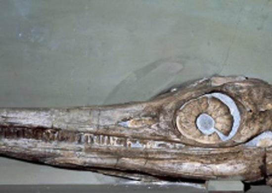 蛇嘴鱼龙 (其他生物相关)