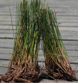 石龙刍根(中医学与中药学)