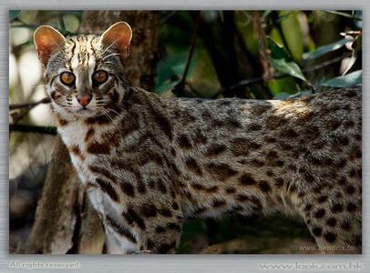 豹猫北方亚种(动物)_知识点_技点百科