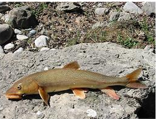 拉萨裸裂尻鱼(动物)拉萨裸裂尻鱼,又称杨氏裸裂尻鱼,分布于西藏昂仁
