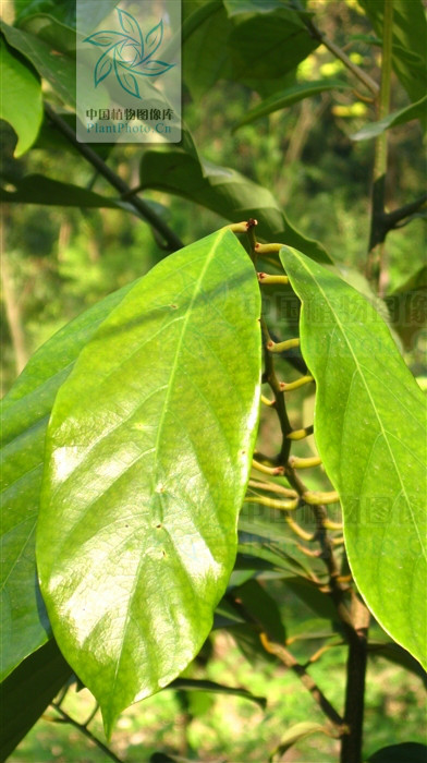 短序厚壳桂植物